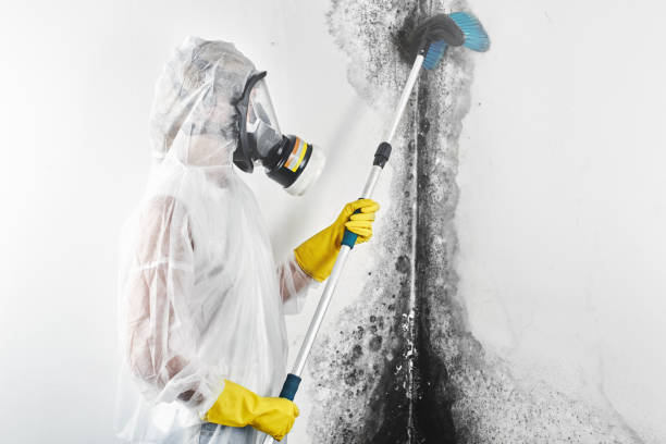 Forensic Mold Investigation in Dale, PA