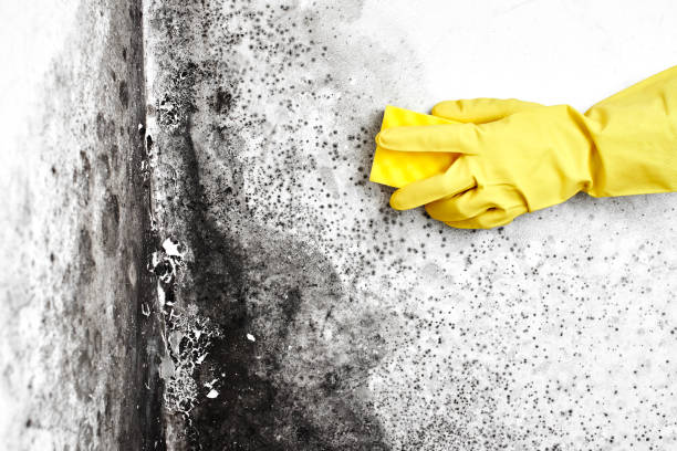 Best Basement Mold Removal  in Dale, PA