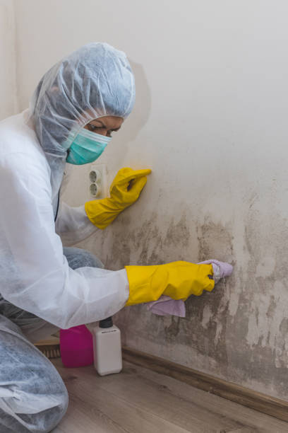 Best Asbestos and Lead Testing During Mold Inspection  in Dale, PA